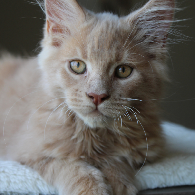 A'Kovu
