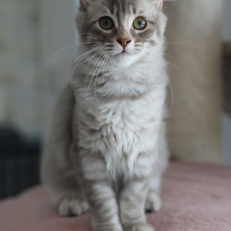 ALMA