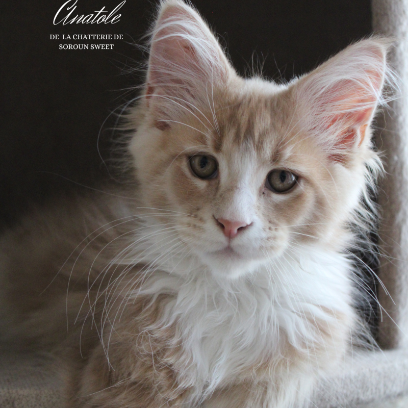 ANATOLE