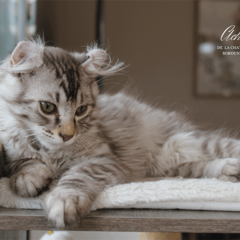 Achille