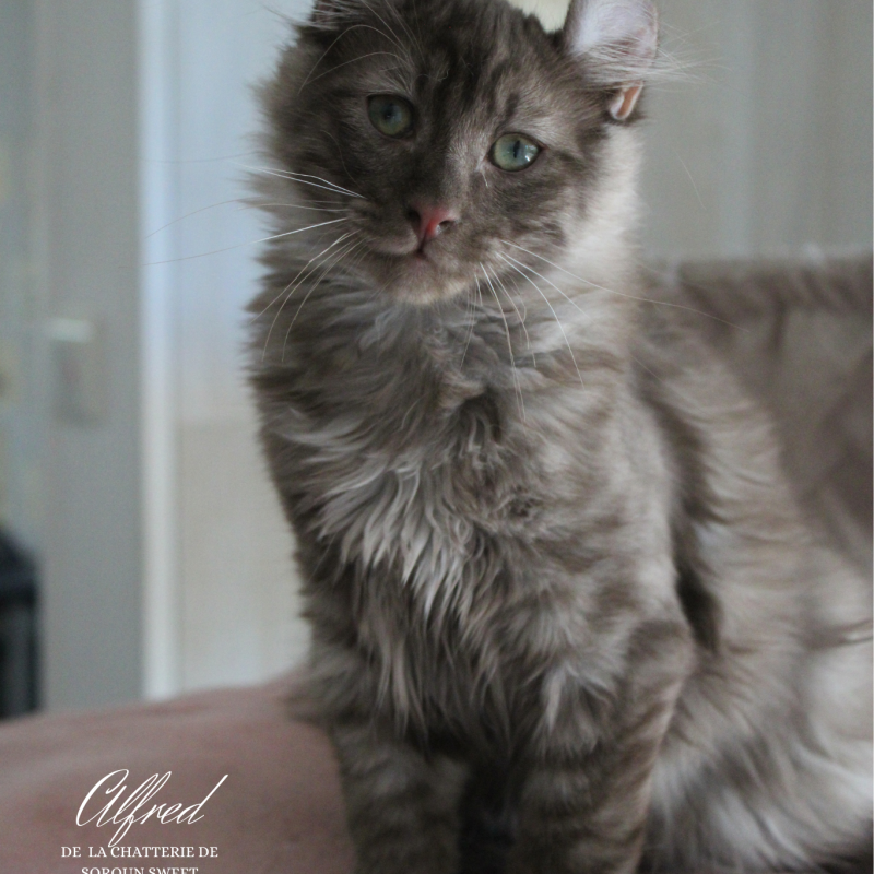 Alfred
