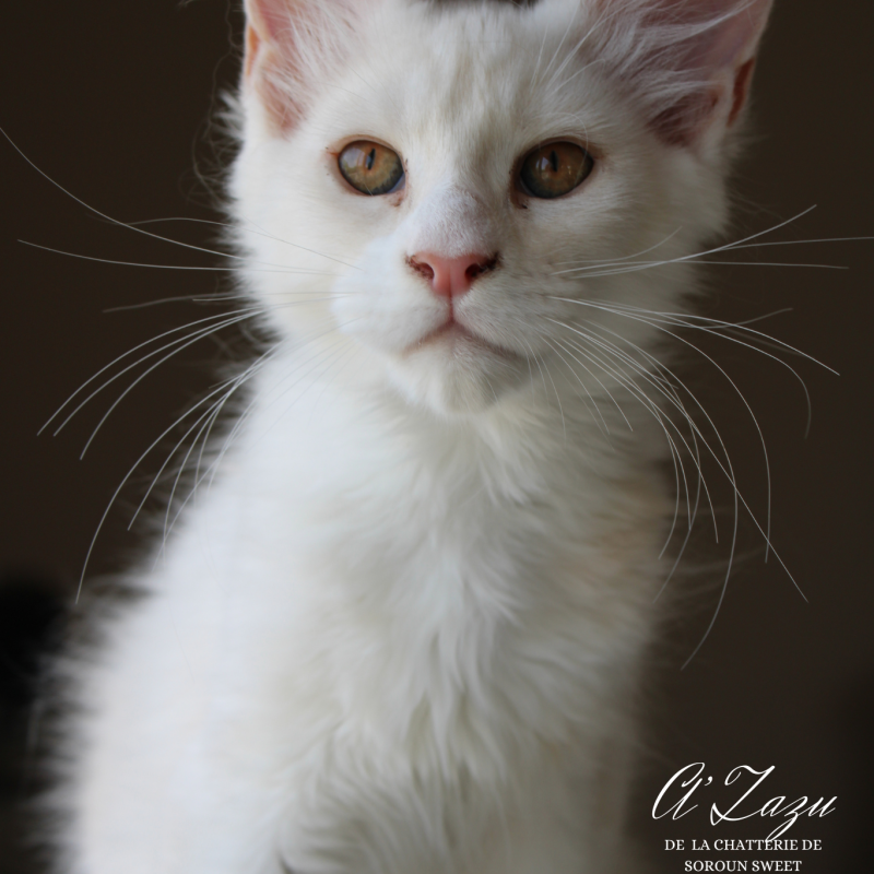 ZAZU